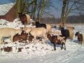 DSC00184 bearbeitet 1