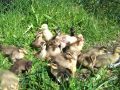 DSC01839