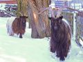 DSCN1010 bearbeitet 1
