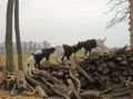 DSCN1183 bearbeitet 1